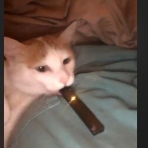 Meet your Posher, Pierre